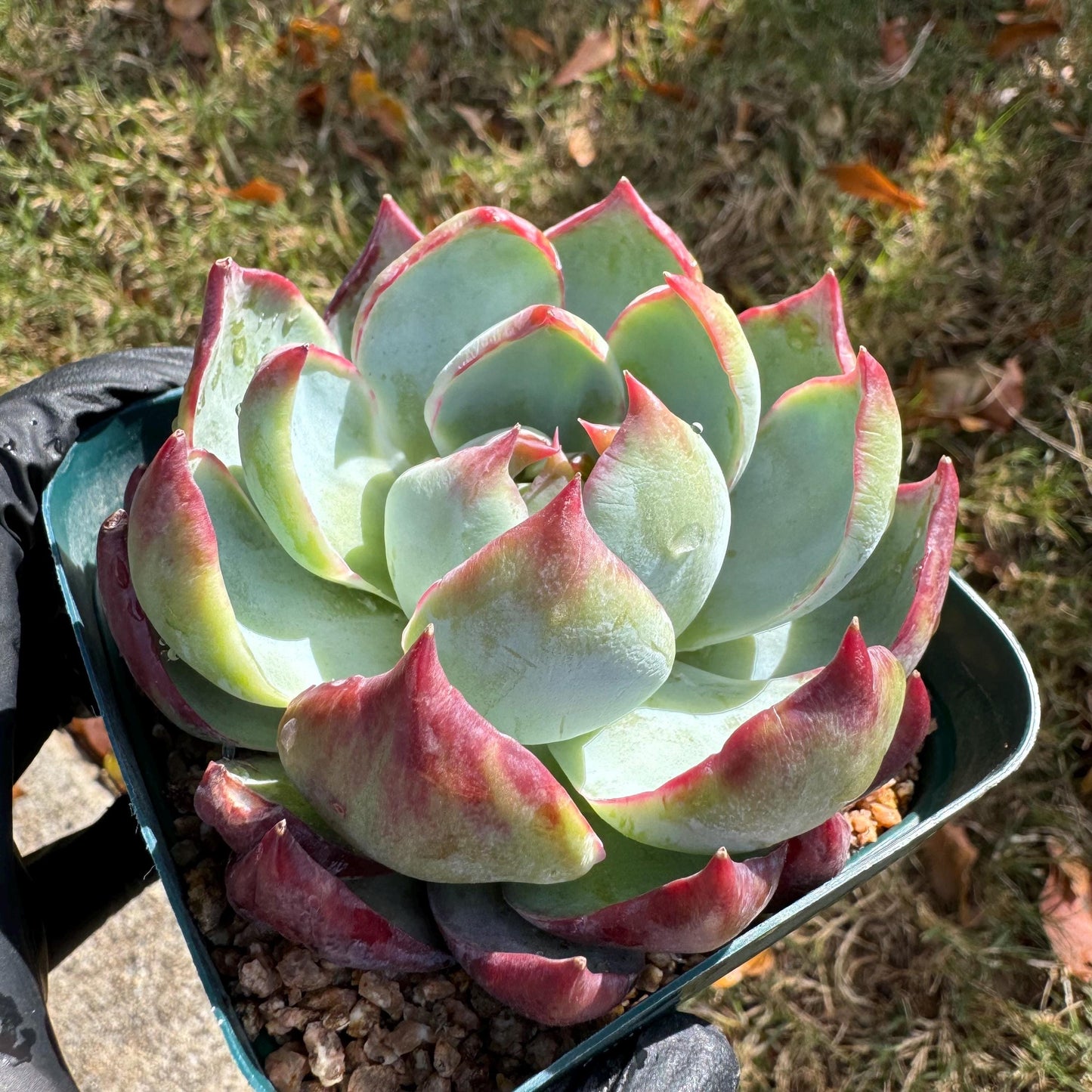 Echeveria Agavoides'Casio', nice color, 3.2inches, Imported Rare Succulent, Bare Root, live plant, gift