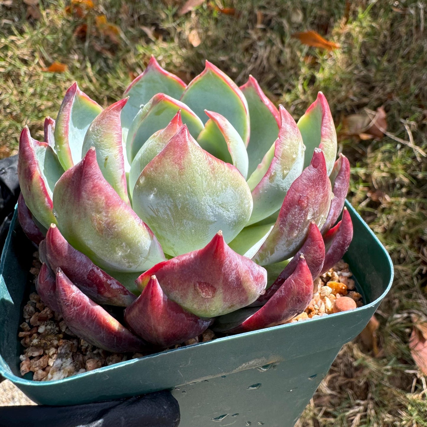 Echeveria Agavoides'Casio', nice color, 3.2inches, Imported Rare Succulent, Bare Root, live plant, gift