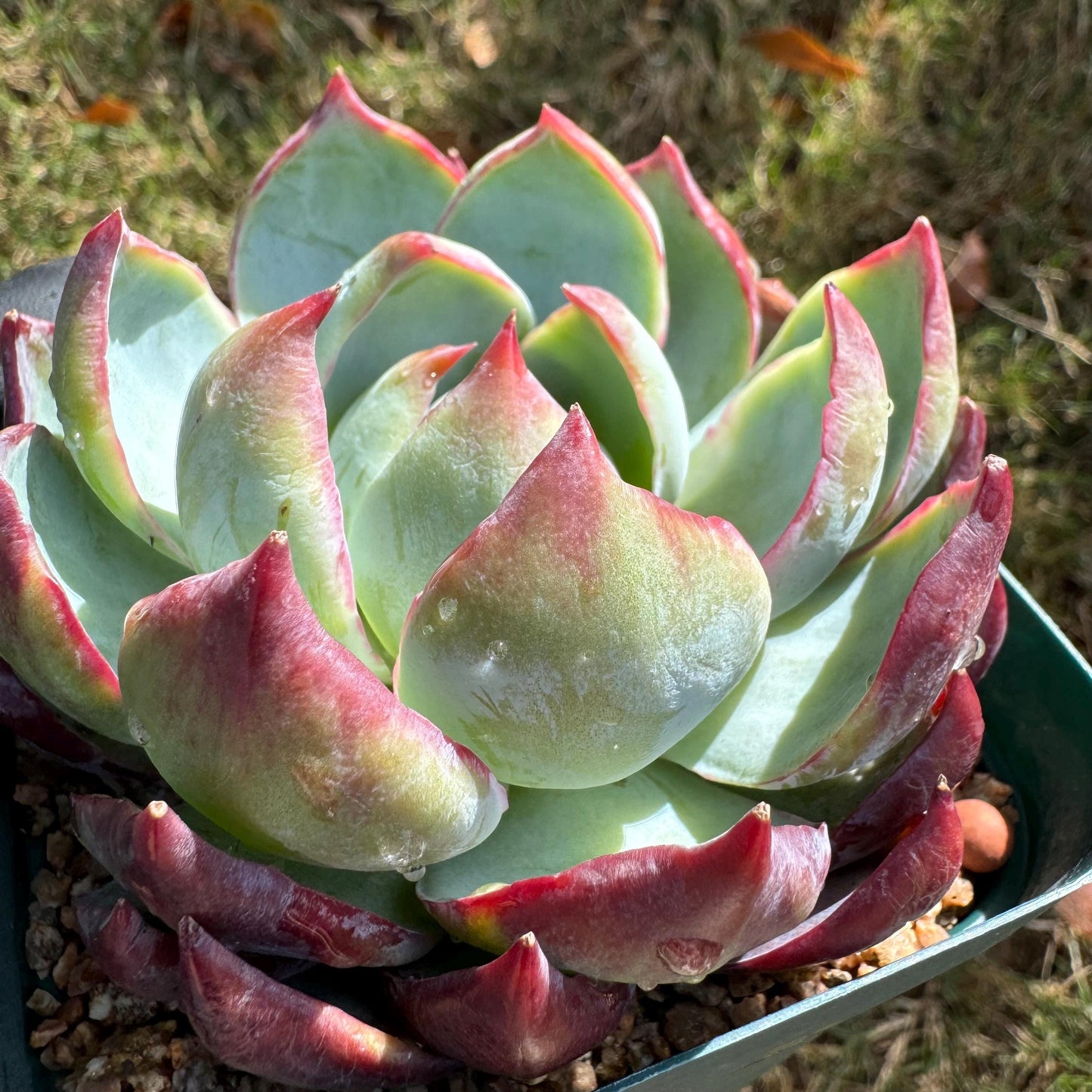 Echeveria Agavoides'Casio', nice color, 3.2inches, Imported Rare Succulent, Bare Root, live plant, gift