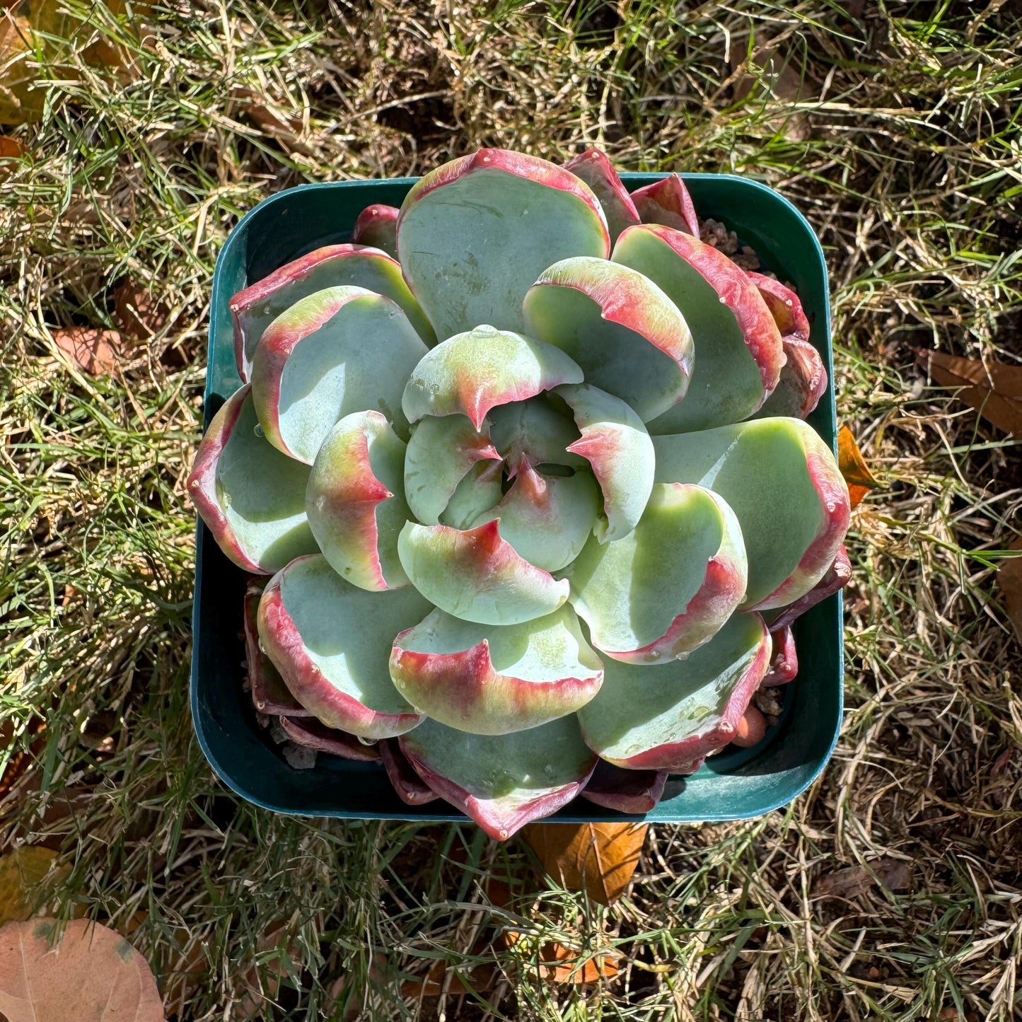 Echeveria Agavoides'Casio', nice color, 3.2inches, Imported Rare Succulent, Bare Root, live plant, gift