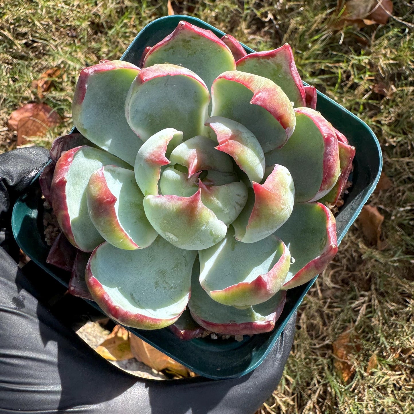 Echeveria Agavoides'Casio', nice color, 3.2inches, Imported Rare Succulent, Bare Root, live plant, gift