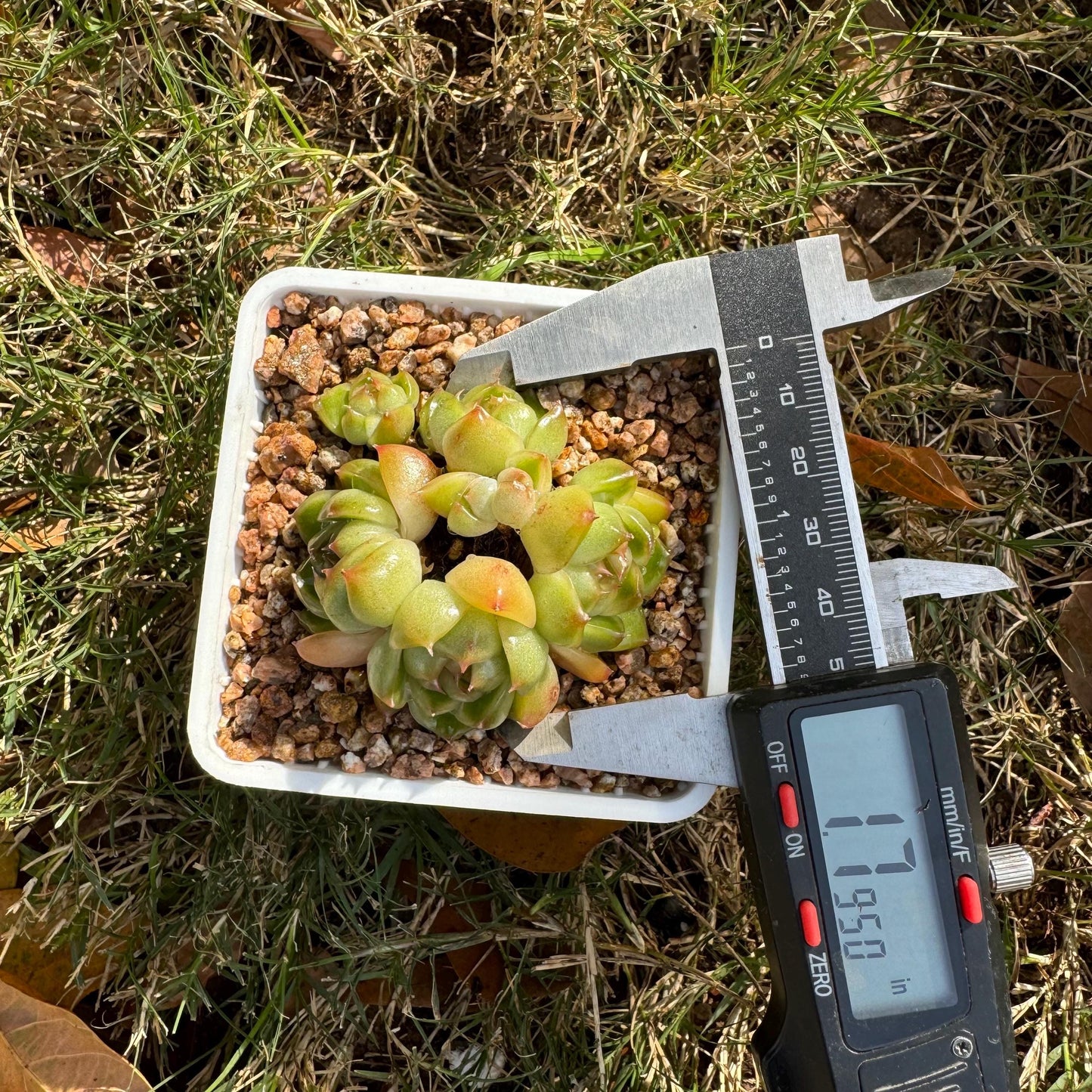 Echeveria  'Jenny sp. '  cluster, tiny size,nice green , ,1.7inches, Bare Root, Imported Rare Succulent, live plant