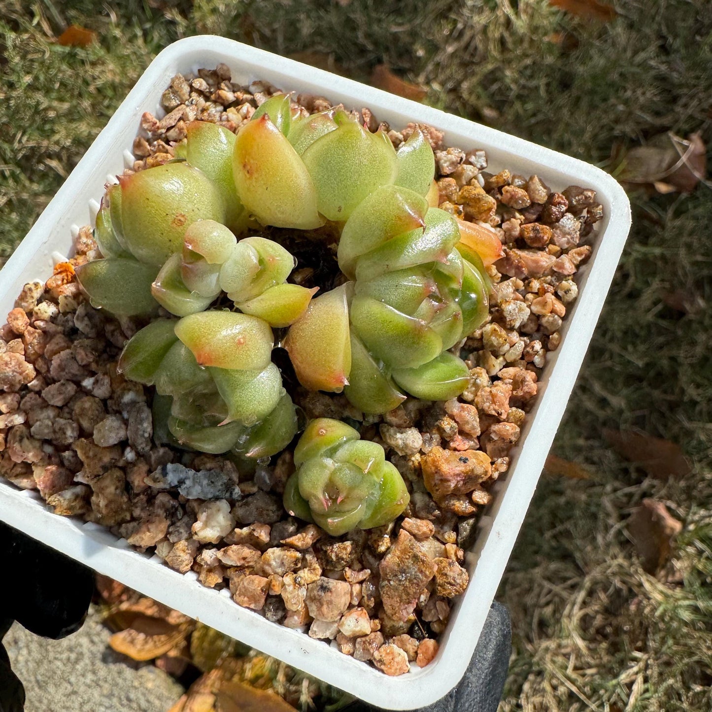 Echeveria  'Jenny sp. '  cluster, tiny size,nice green , ,1.7inches, Bare Root, Imported Rare Succulent, live plant