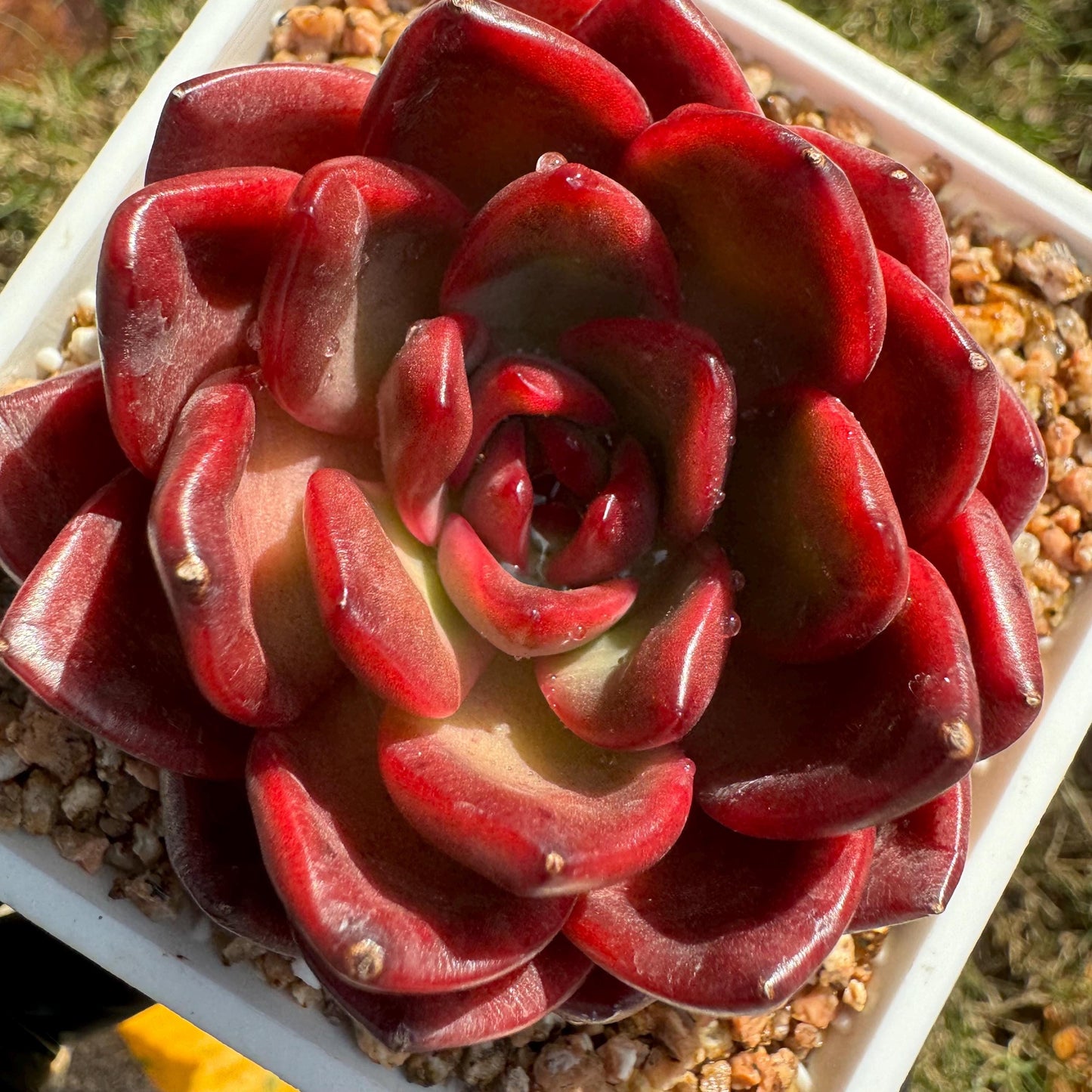 New! Echeveria  'lantern  ', 2.1 inches, single head, nice color , Bare Root, Imported Rare Succulent