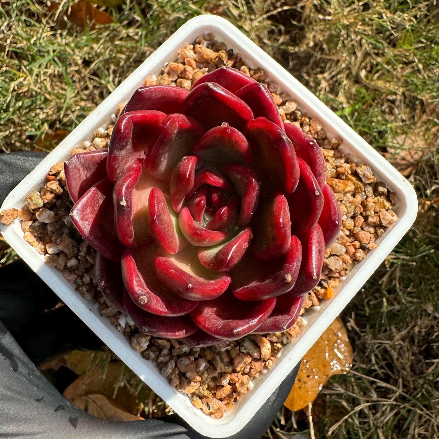 New! Echeveria  'lantern  ', 2.1 inches, single head, nice color , Bare Root, Imported Rare Succulent