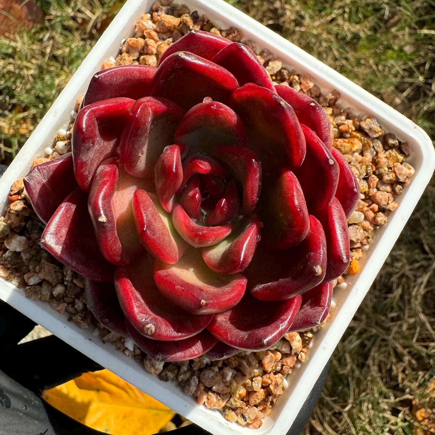 New! Echeveria  'lantern  ', 2.1 inches, single head, nice color , Bare Root, Imported Rare Succulent