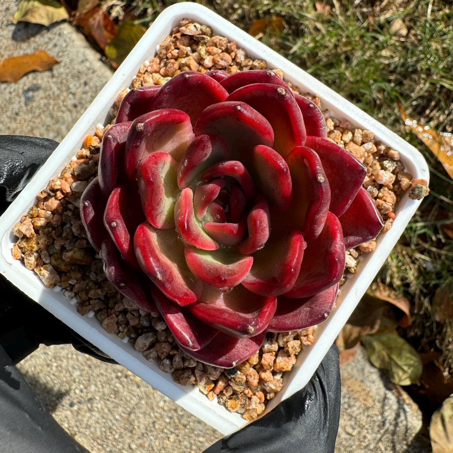 New! Echeveria  'lantern  ', 2.1 inches, single head, nice color , Bare Root, Imported Rare Succulent