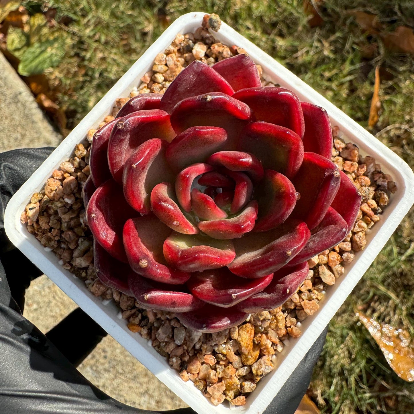 New! Echeveria  'lantern  ', 2.1 inches, single head, nice color , Bare Root, Imported Rare Succulent