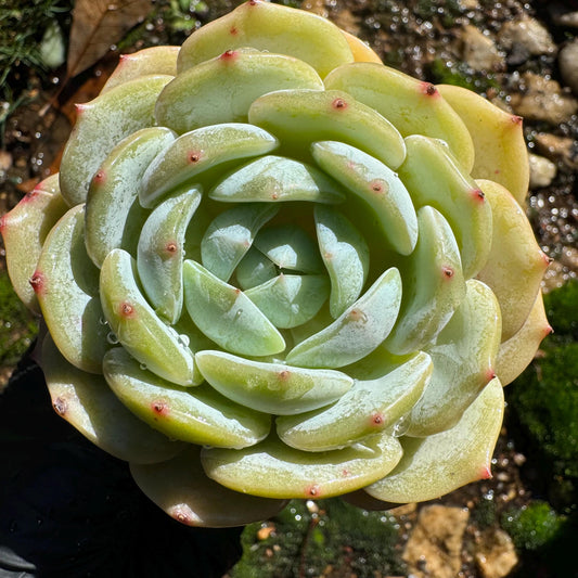 New! ' Echeveria 'Laurin' , single head, 3.2inches, Imported Rare Succulent, Bare Root, live plant