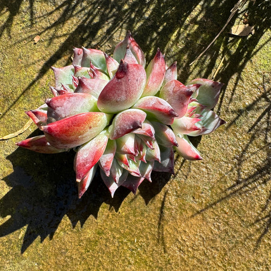 Echeveria 'chihuahuensis Variegated' , 1.9inches, New Hybrid, bare Root, Imported Rare Succulent, live plant, gift