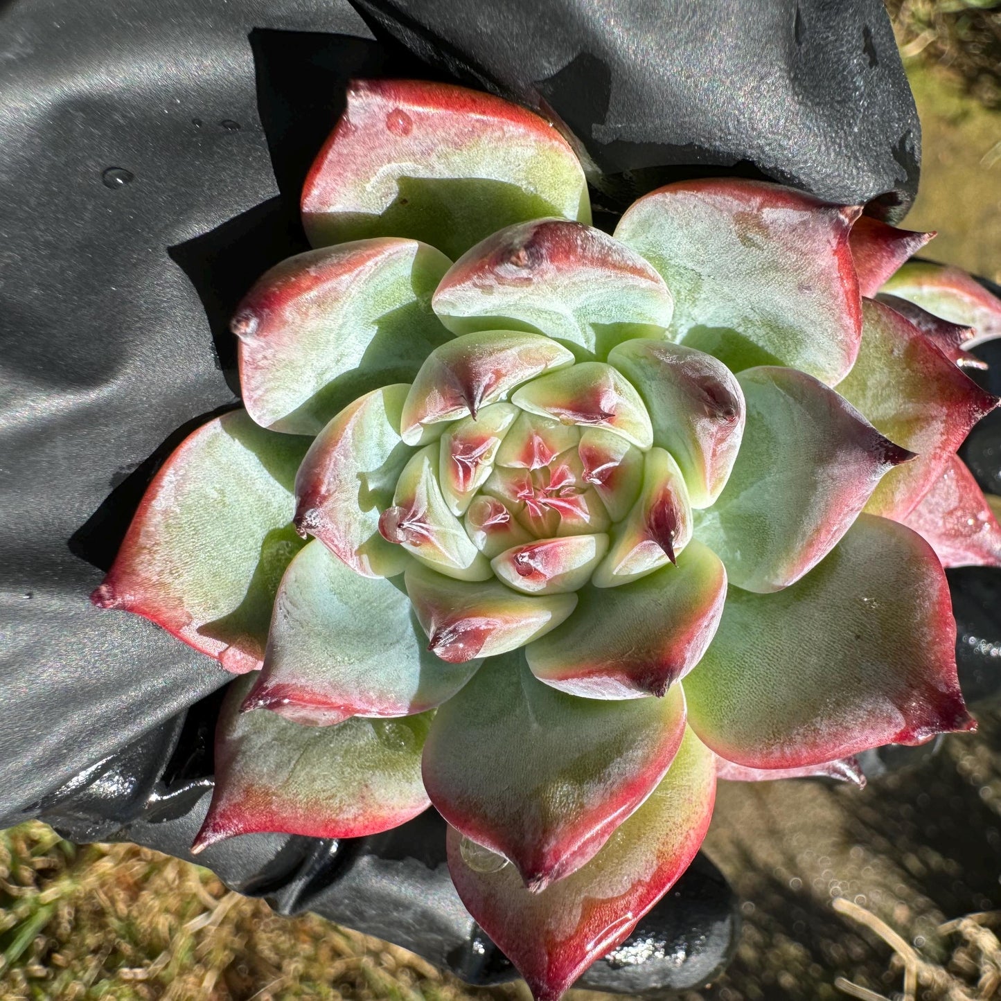 Echeveria 'chihuahuensis Variegated' , 1.9inches, New Hybrid, bare Root, Imported Rare Succulent, live plant, gift