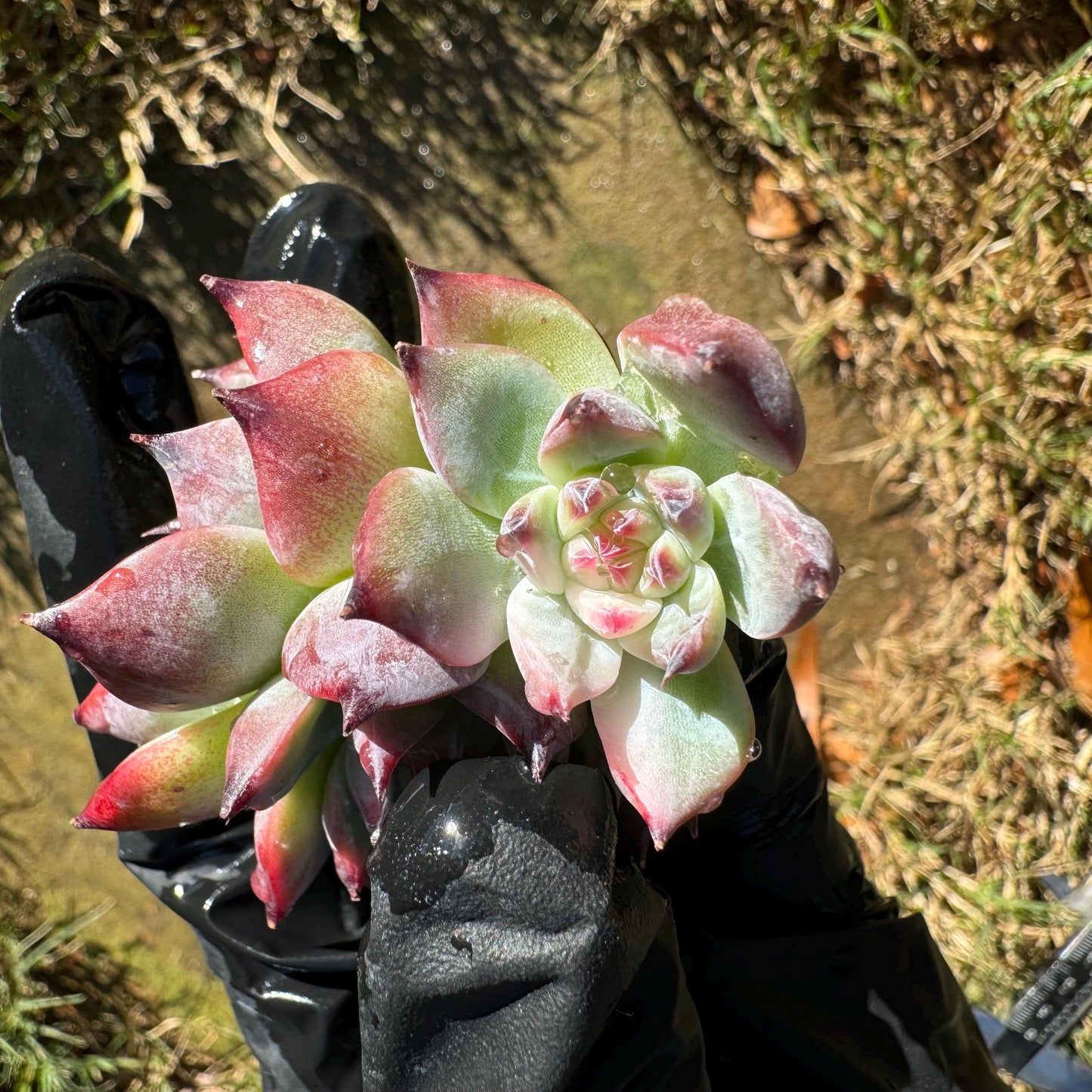 Echeveria 'chihuahuensis Variegated' , 1.9inches, New Hybrid, bare Root, Imported Rare Succulent, live plant, gift