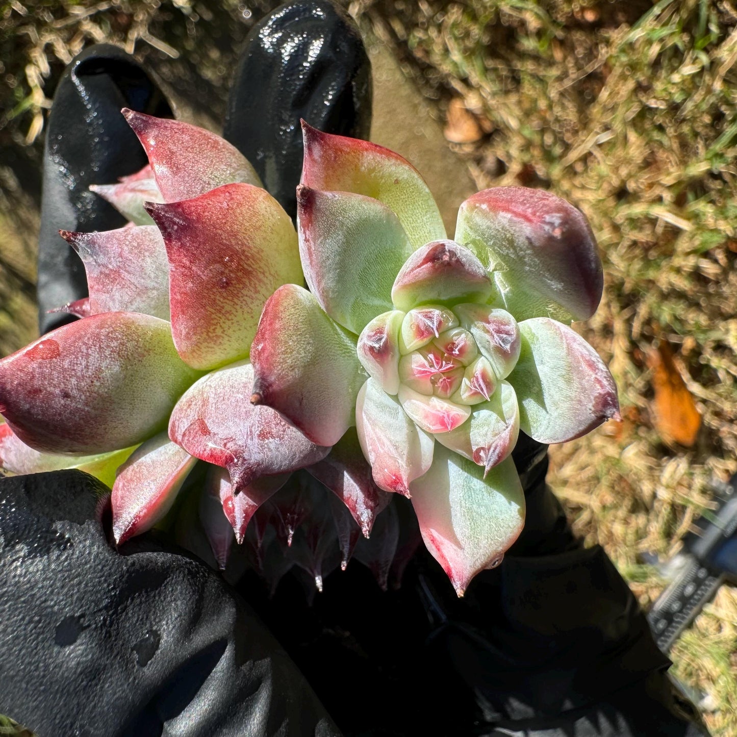 Echeveria 'chihuahuensis Variegated' , 1.9inches, New Hybrid, bare Root, Imported Rare Succulent, live plant, gift