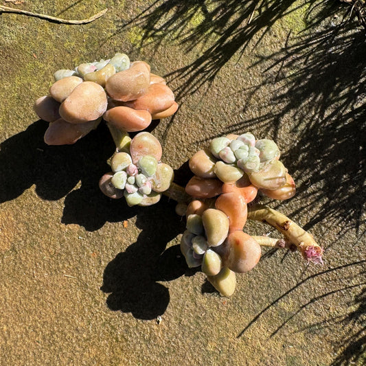 Graptopetalum 'Ellen' small cluster, length 4inches, imported Succulent, High quality, nice color, live plant