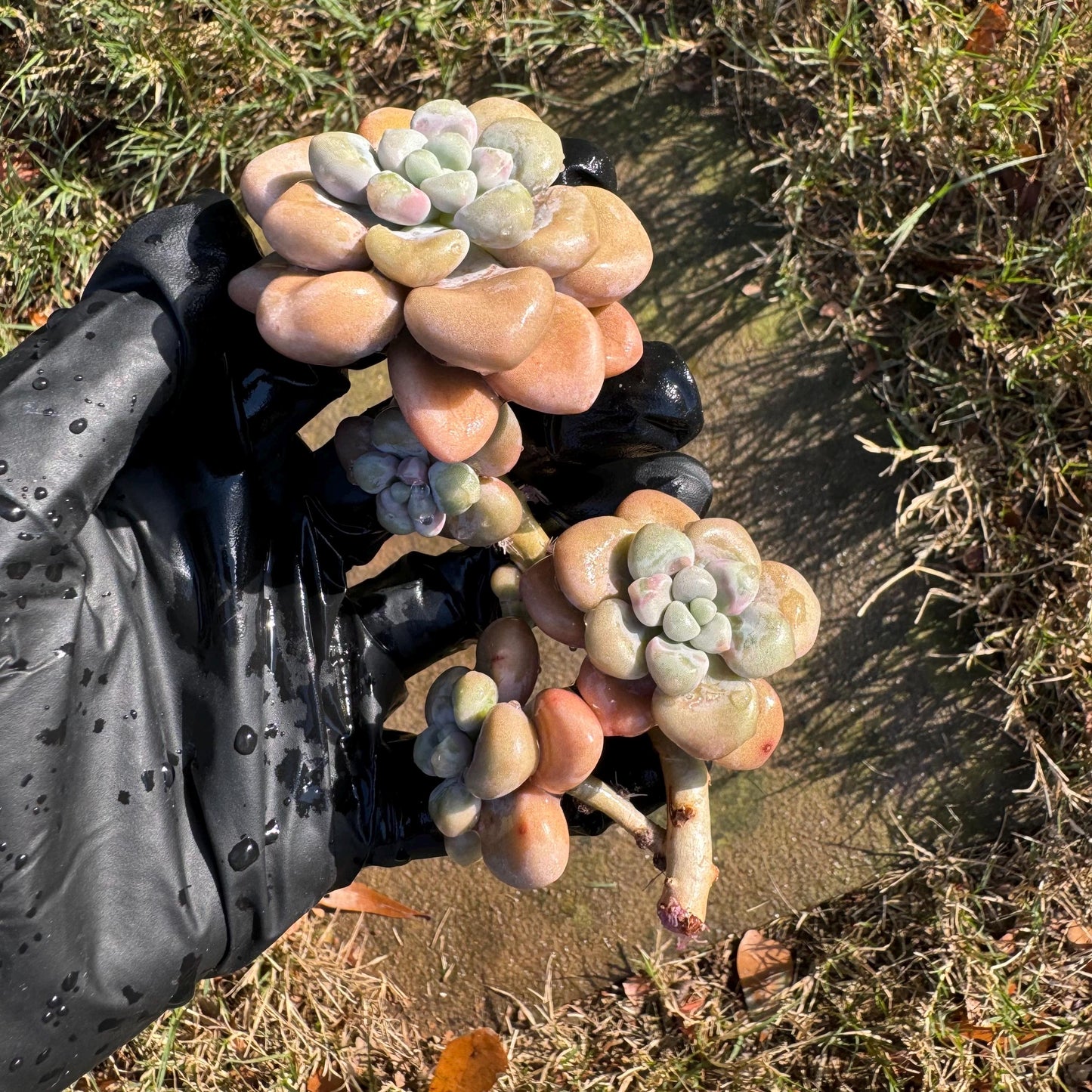 Graptopetalum 'Ellen' small cluster, length 4inches, imported Succulent, High quality, nice color, live plant