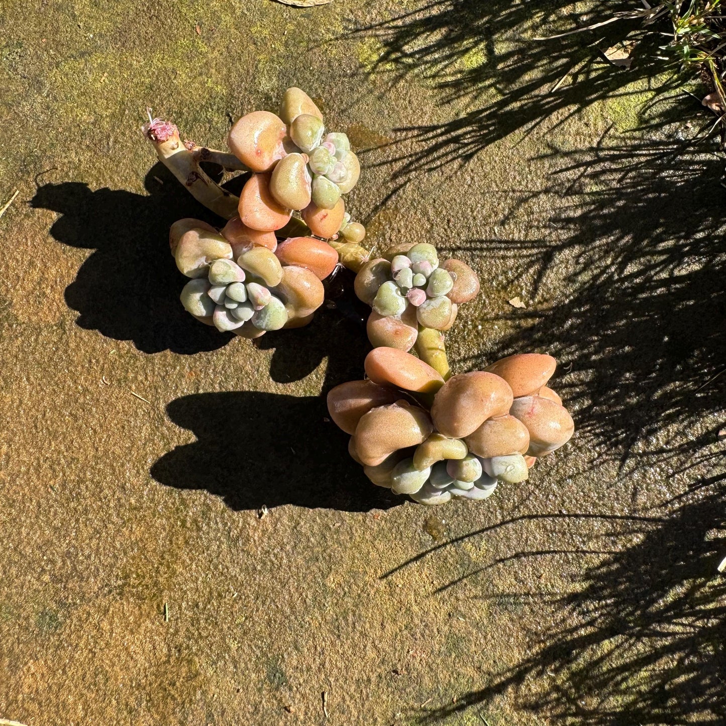 Graptopetalum 'Ellen' small cluster, length 4inches, imported Succulent, High quality, nice color, live plant