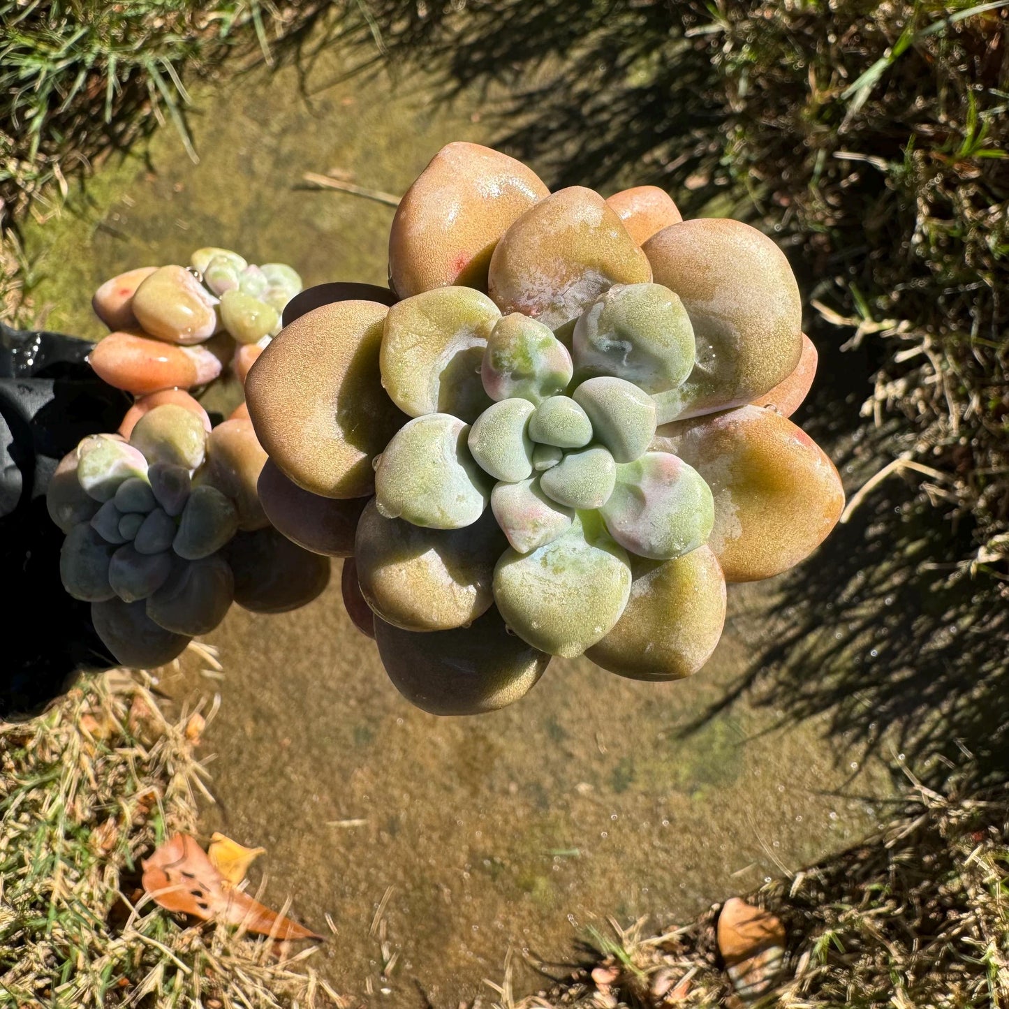 Graptopetalum 'Ellen' small cluster, length 4inches, imported Succulent, High quality, nice color, live plant