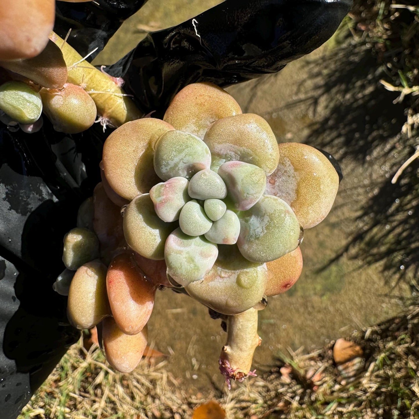 Graptopetalum 'Ellen' small cluster, length 4inches, imported Succulent, High quality, nice color, live plant