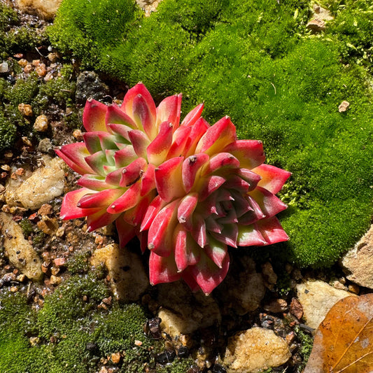 Echeveria 'floriana' , 2 heads , nice color, new hybrid, 3inches, Imported Rare Succulent, Bare Root, live plant