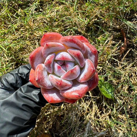 Echeveria  'pink Lychee',  tiny  single head,  nice color, 2inches,   great quality,  Bare Root, Imported Rare Succulent, gift