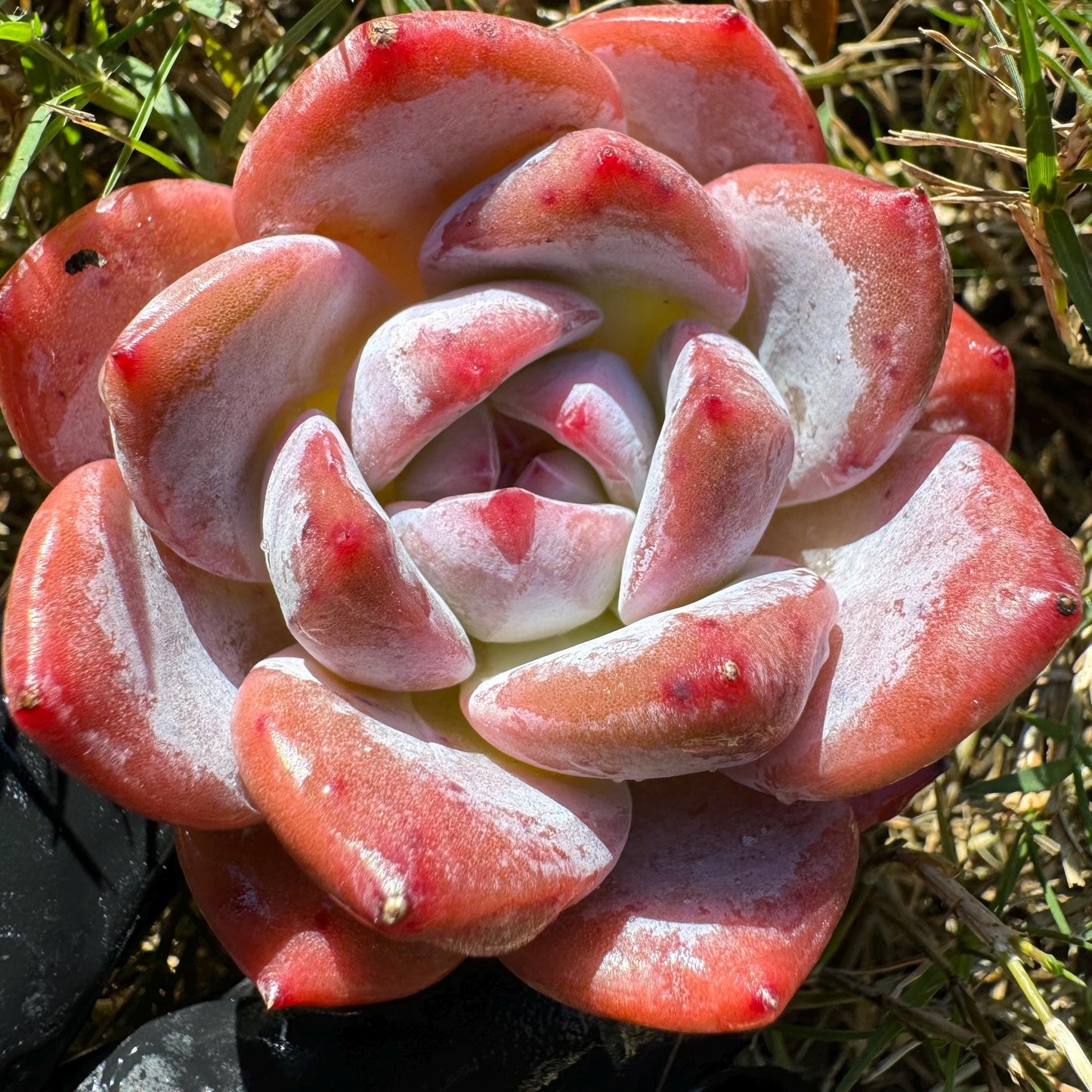 Echeveria  'pink Lychee',  tiny  single head,  nice color, 2inches,   great quality,  Bare Root, Imported Rare Succulent, gift