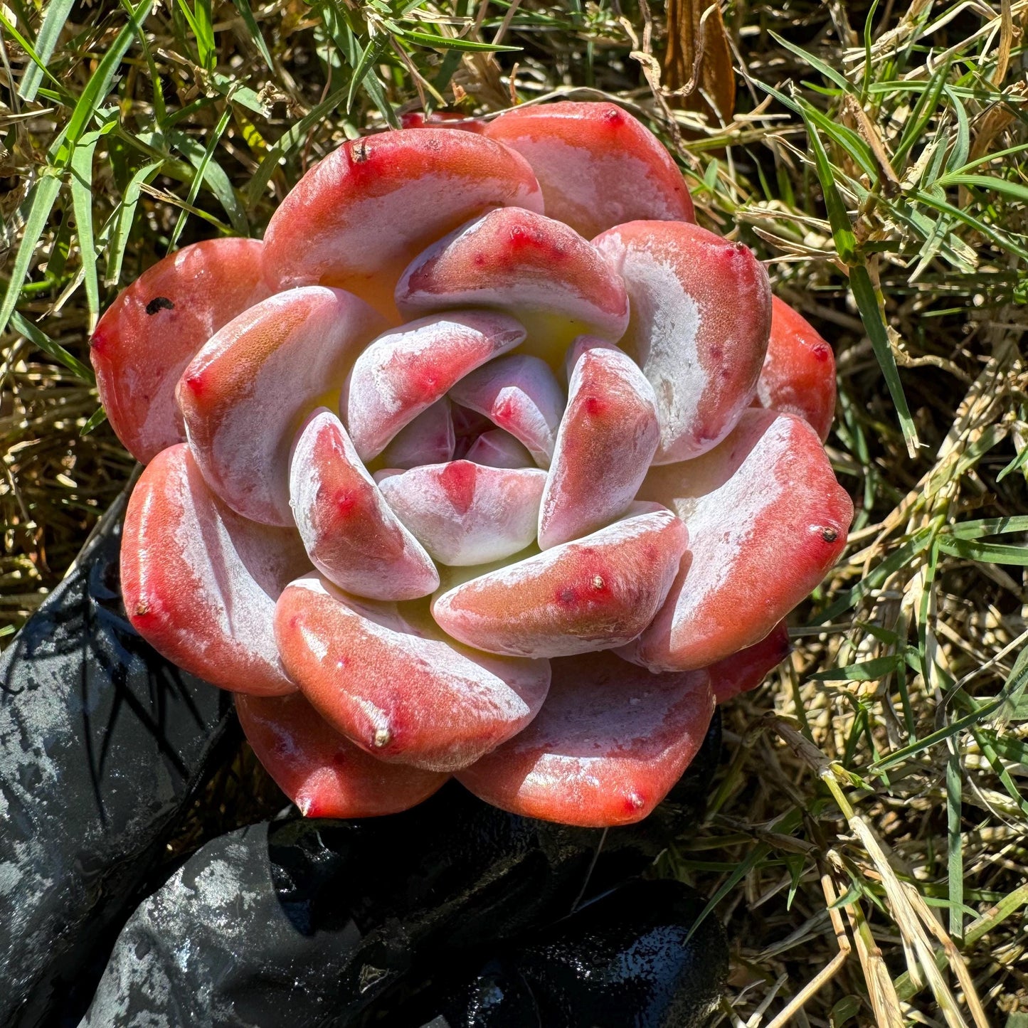 Echeveria  'pink Lychee',  tiny  single head,  nice color, 2inches,   great quality,  Bare Root, Imported Rare Succulent, gift