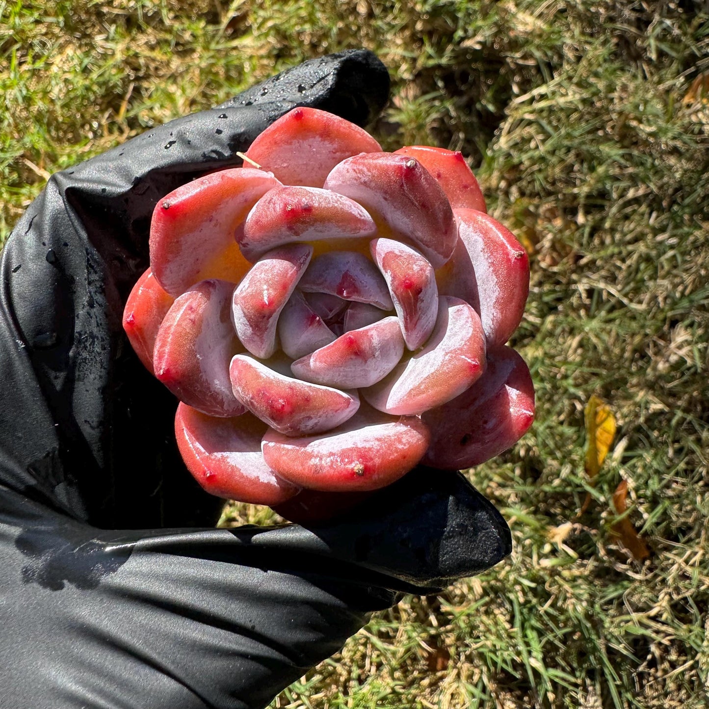 Echeveria  'pink Lychee',  tiny  single head,  nice color, 2inches,   great quality,  Bare Root, Imported Rare Succulent, gift