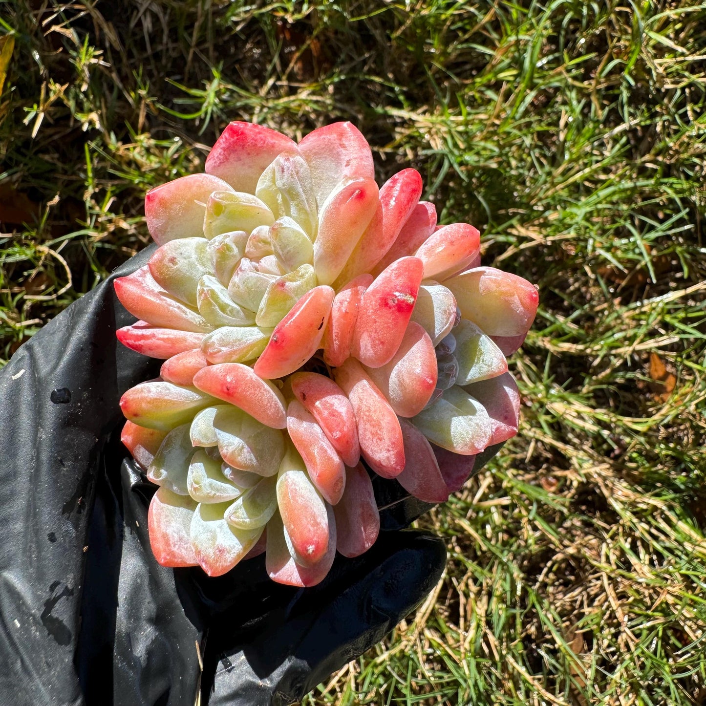 Echeveria  'Ice Orange' cluster, 3heads,   nice color, great quality,  Bare Root, Imported Rare Succulent, gift