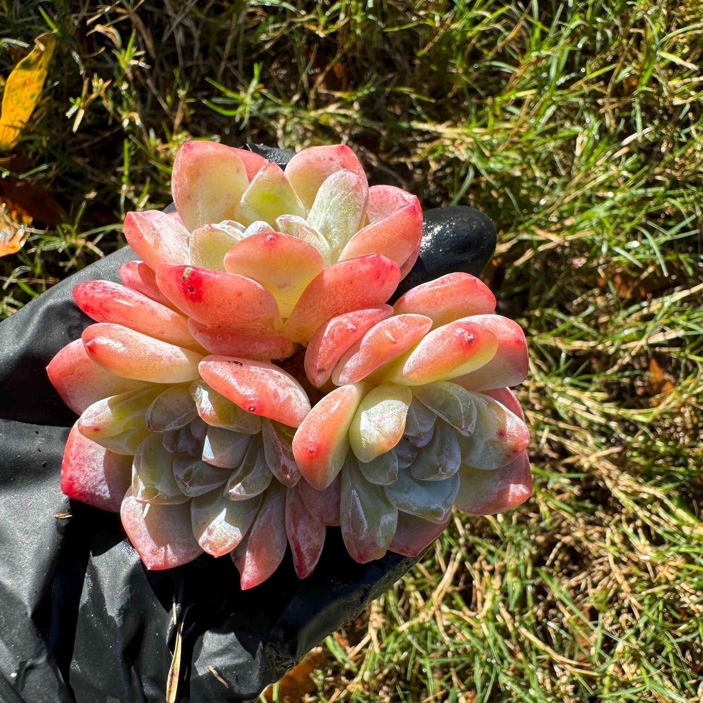 Echeveria  'Ice Orange' cluster, 3heads,   nice color, great quality,  Bare Root, Imported Rare Succulent, gift