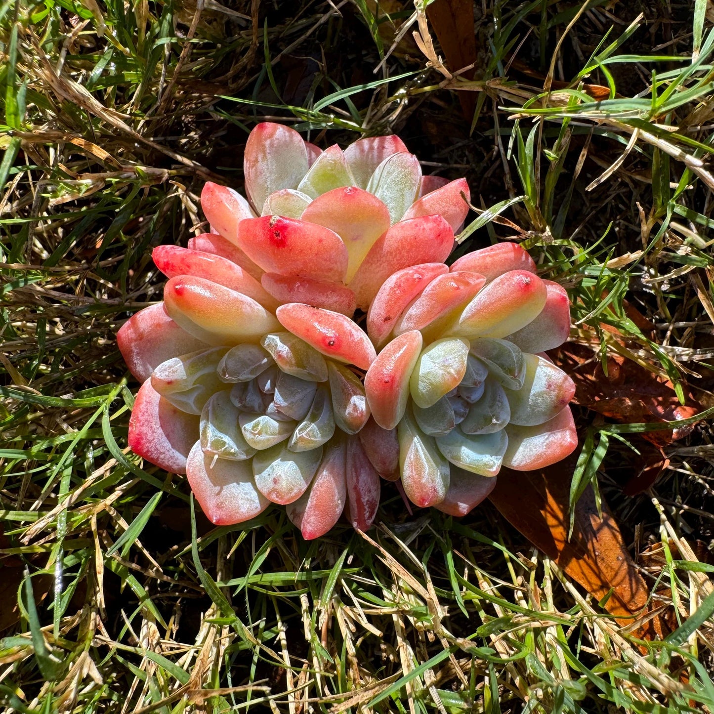 Echeveria  'Ice Orange' cluster, 3heads,   nice color, great quality,  Bare Root, Imported Rare Succulent, gift