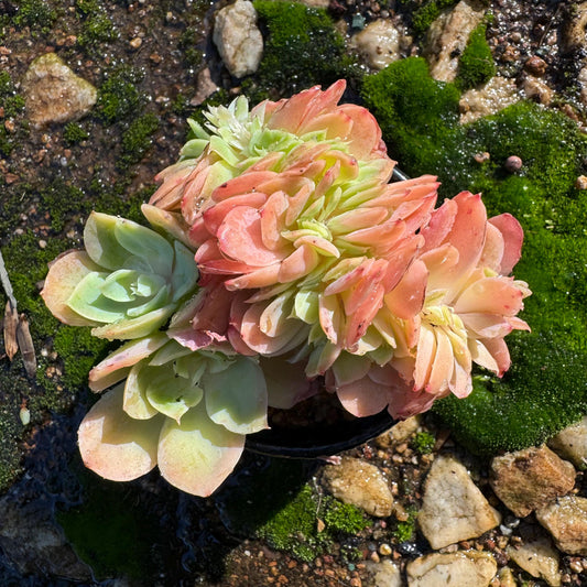 Echeveria 'Silk Veil'  nice cluster, 3.3inches,  nice color,   high quality, Imported Rare Succulent, Bare root,  live plant, gift