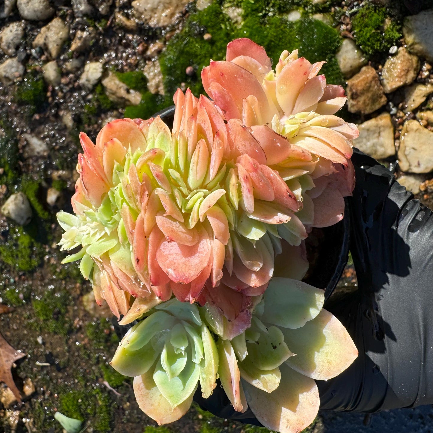 Echeveria 'Silk Veil'  nice cluster, 3.3inches,  nice color,   high quality, Imported Rare Succulent, Bare root,  live plant, gift