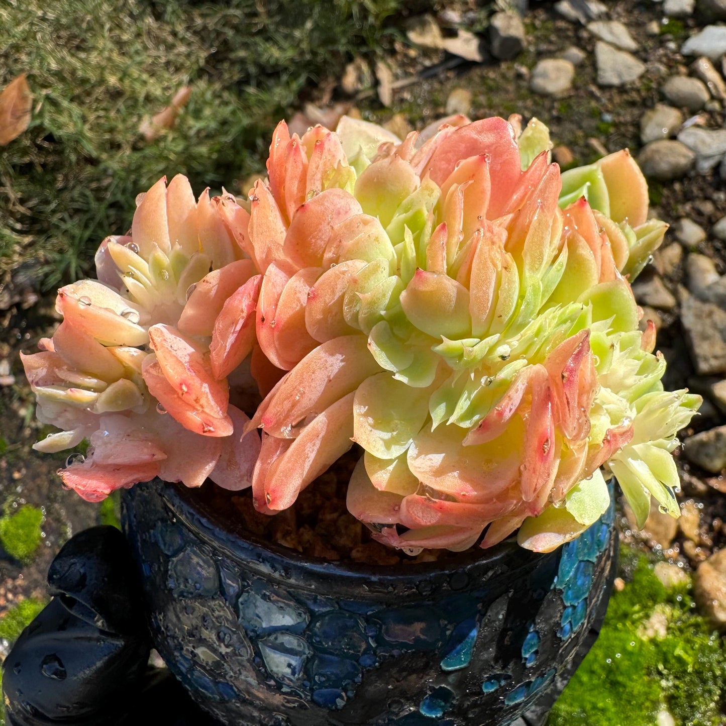 Echeveria 'Silk Veil'  nice cluster, 3.3inches,  nice color,   high quality, Imported Rare Succulent, Bare root,  live plant, gift