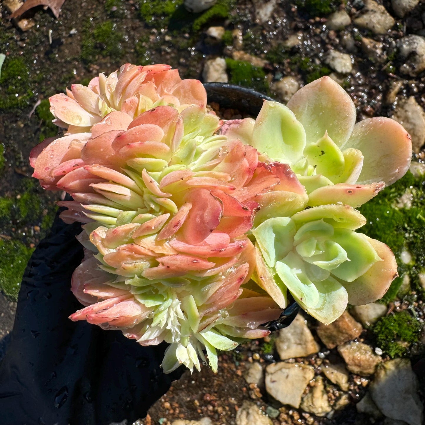 Echeveria 'Silk Veil'  nice cluster, 3.3inches,  nice color,   high quality, Imported Rare Succulent, Bare root,  live plant, gift