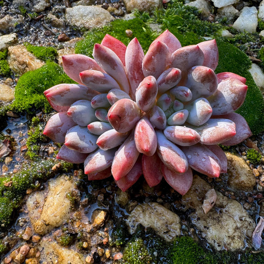 Pachyphytum' Solomon Sp. ' ,2heads , nice color,  3.5inches, Imported Rare Succulent, Bare Root, live plant