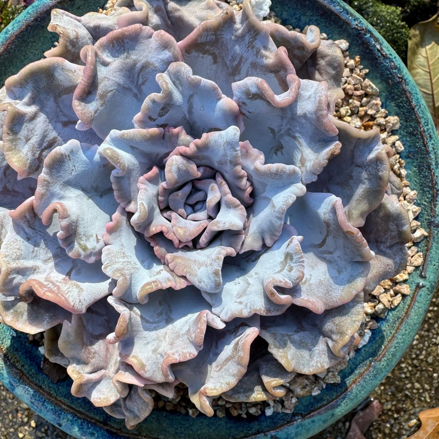 Echeveria 'Crispate Beauty‘, big single head , 4.2inches, great quality, perfect shape, Bare Root, Imported Rare Succulent, live plant,gift