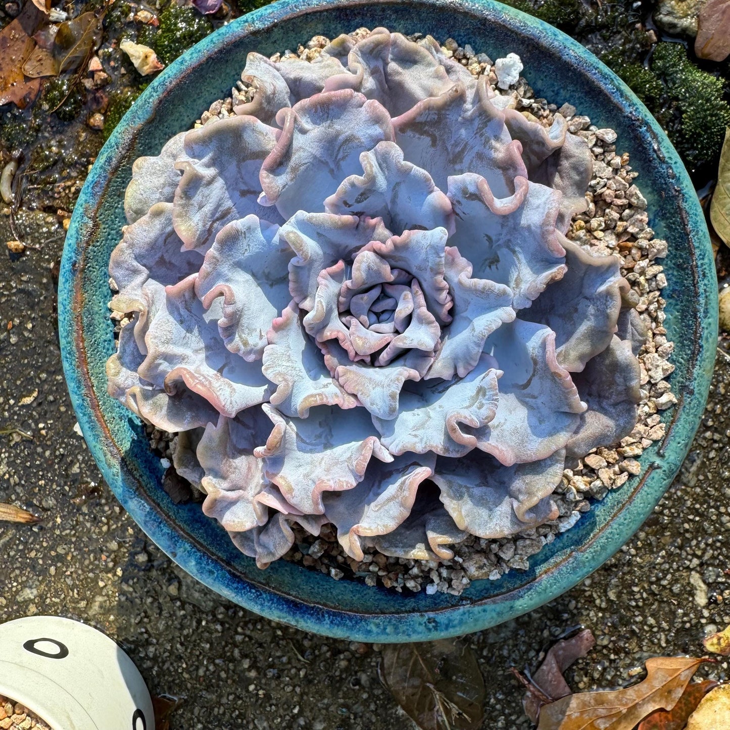 Echeveria 'Crispate Beauty‘, big single head , 4.2inches, great quality, perfect shape, Bare Root, Imported Rare Succulent, live plant,gift