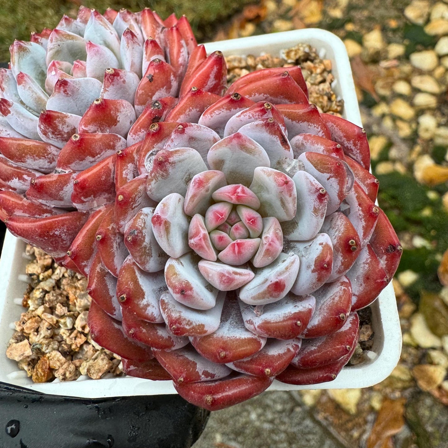 New Echeveria Korean  ' Star Orange' , 2heads, 3.2inches,  great quality,  Bare Root, Imported Rare Succulent, gift