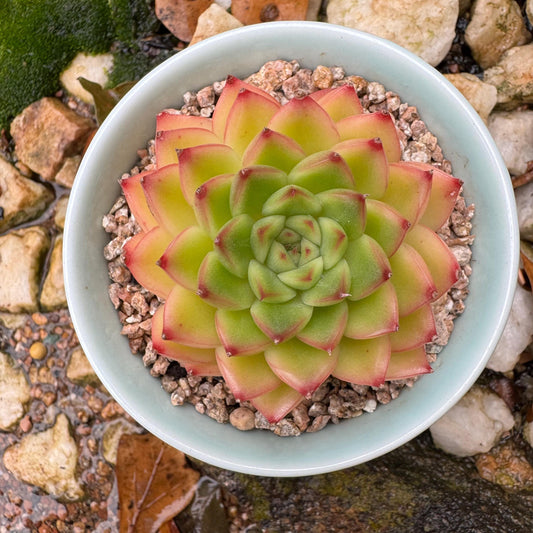 Echeveria  'golden light',  single head, 2inches, nice color,  Imported Rare Succulent, Bare Root, live plant