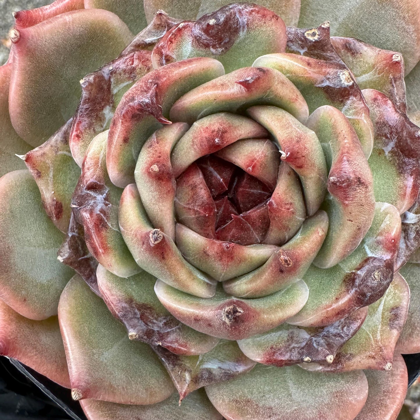 New! Echeveria  'sweet honey, single head , 3.1inches, Bare Root, Imported Rare Succulent, live plant