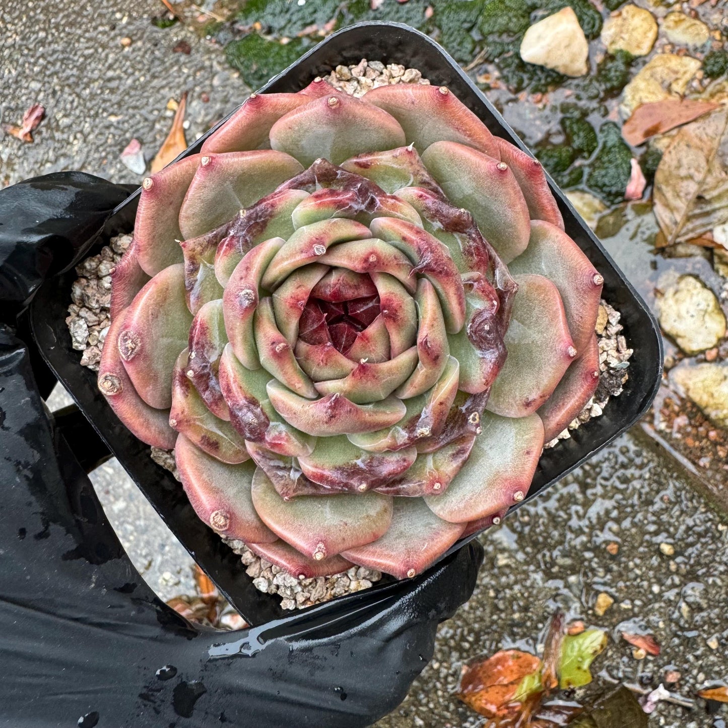 New! Echeveria  'sweet honey, single head , 3.1inches, Bare Root, Imported Rare Succulent, live plant