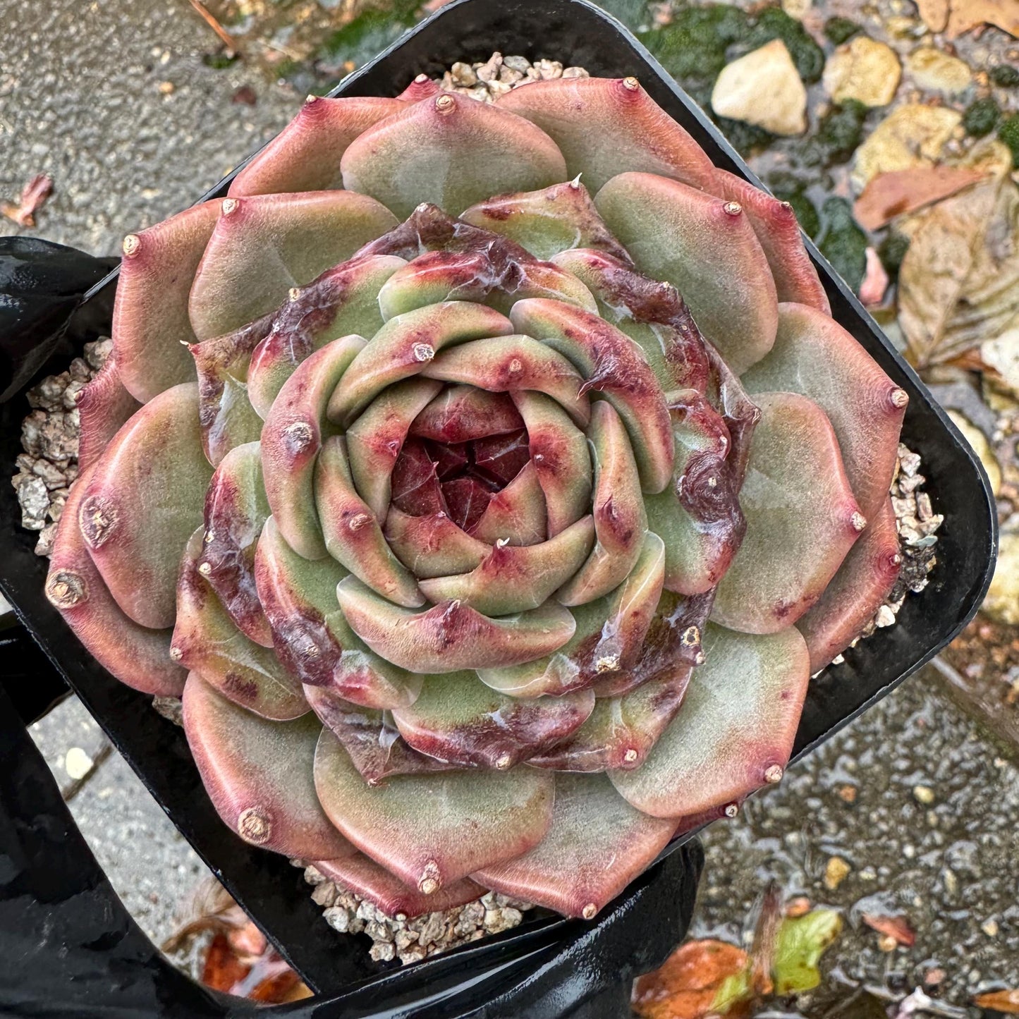 New! Echeveria  'sweet honey, single head , 3.1inches, Bare Root, Imported Rare Succulent, live plant