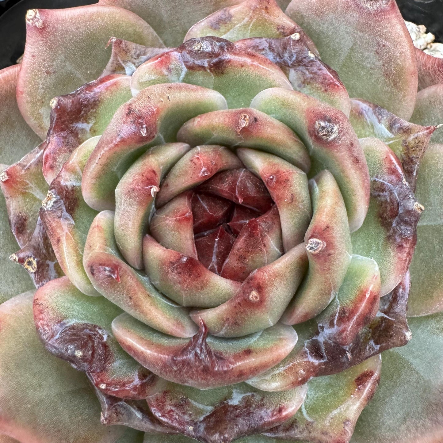 New! Echeveria  'sweet honey, single head , 3.1inches, Bare Root, Imported Rare Succulent, live plant