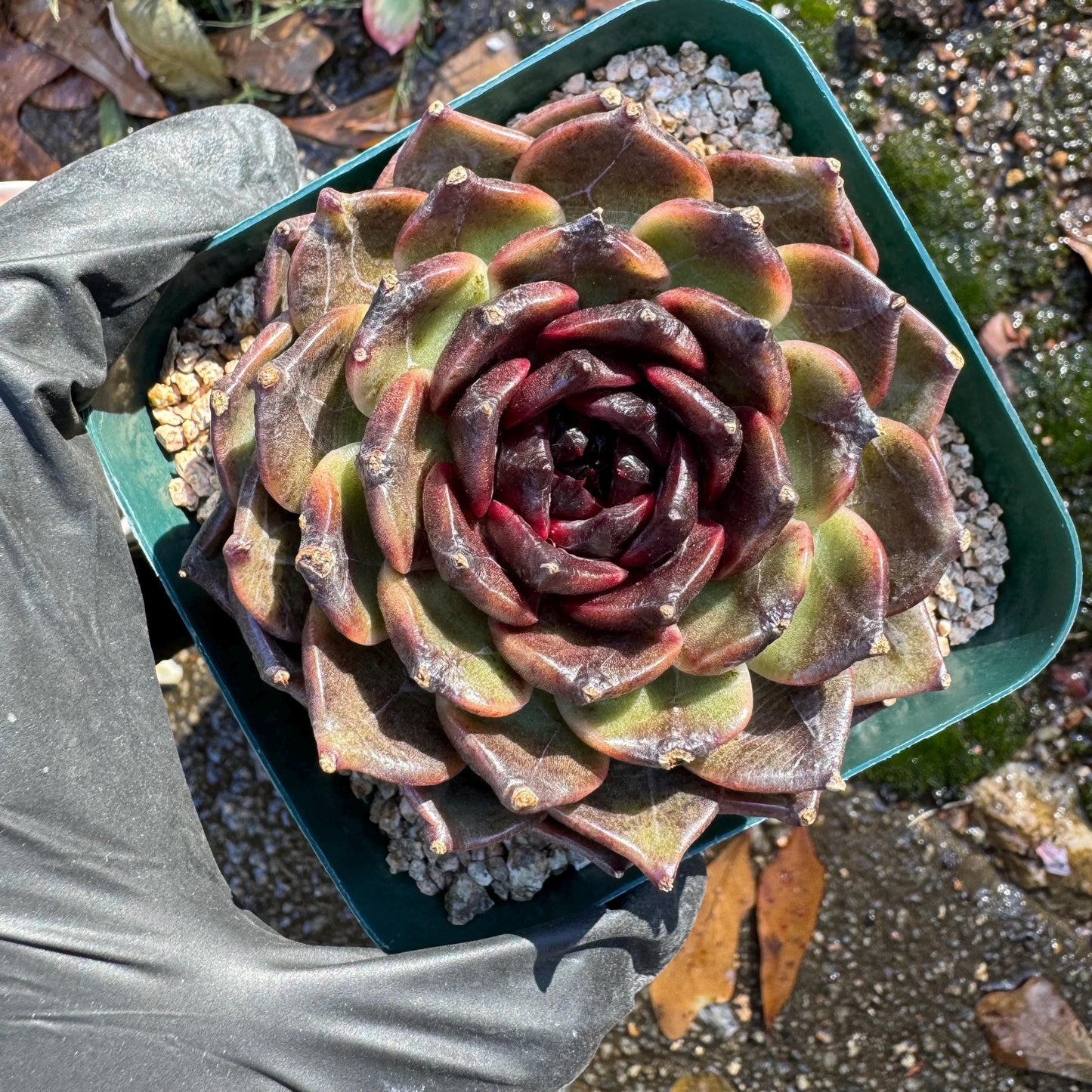 New! Echeveria  'black jasmine', single head , 3.1inches, Bare Root, Imported Rare Succulent, live plant