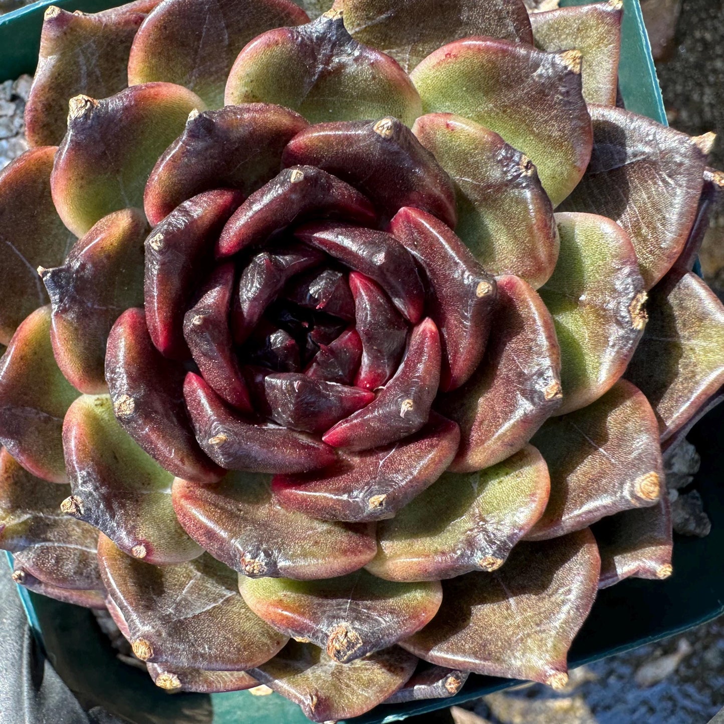 New! Echeveria  'black jasmine', single head , 3.1inches, Bare Root, Imported Rare Succulent, live plant