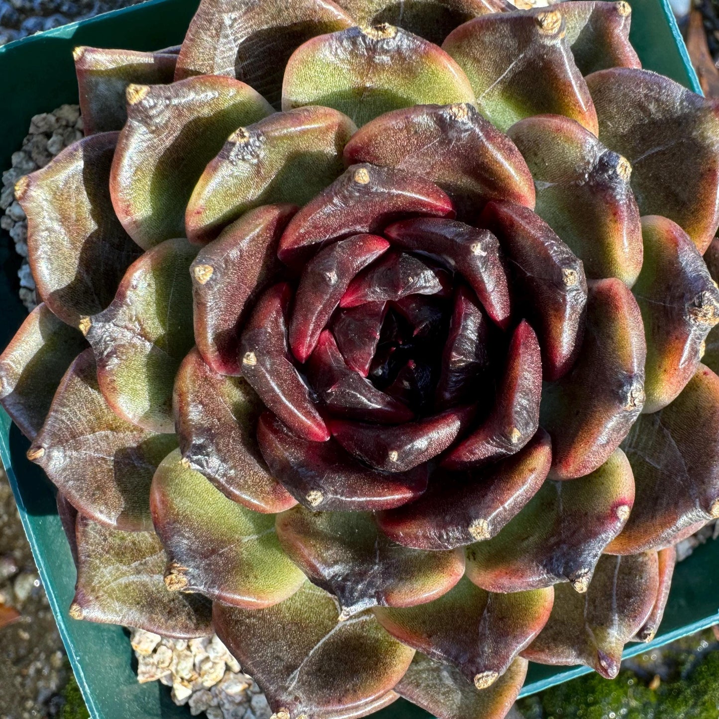 New! Echeveria  'black jasmine', single head , 3.1inches, Bare Root, Imported Rare Succulent, live plant