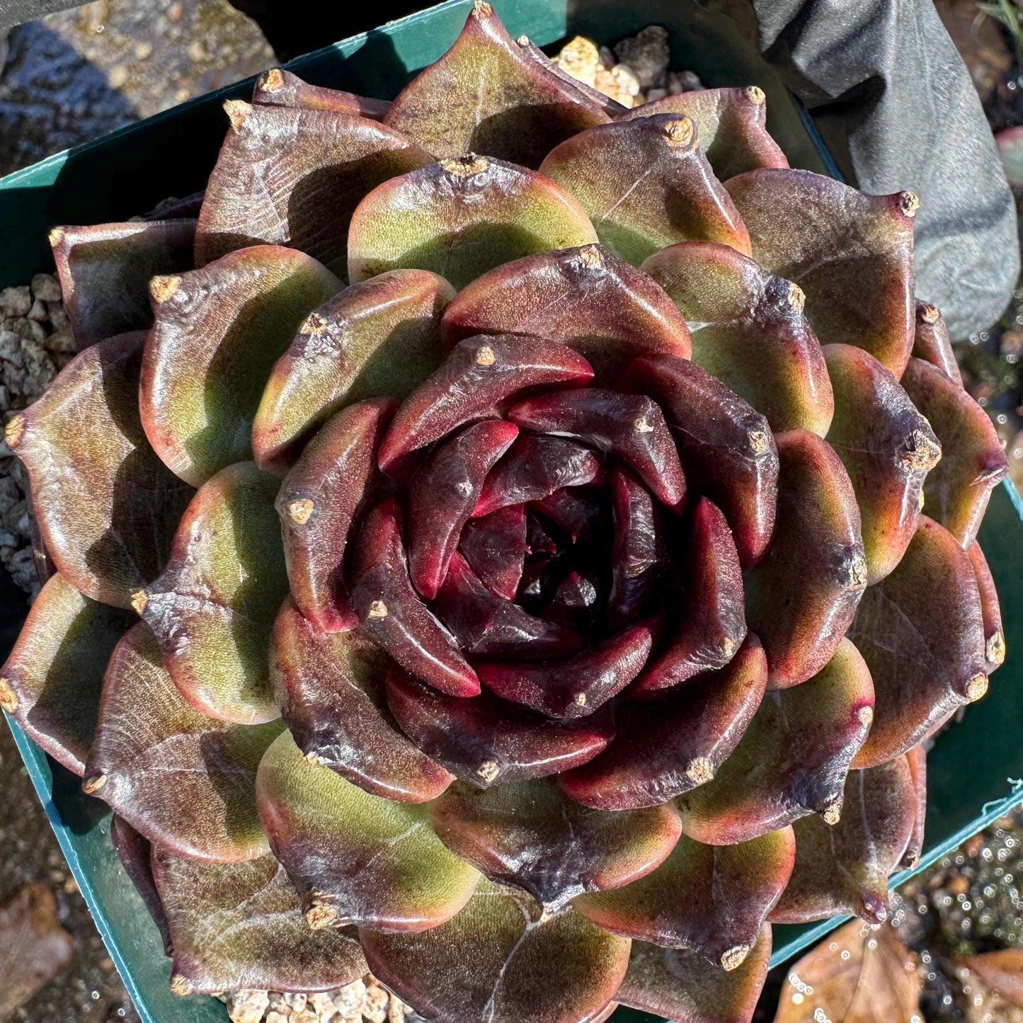 New! Echeveria  'black jasmine', single head , 3.1inches, Bare Root, Imported Rare Succulent, live plant