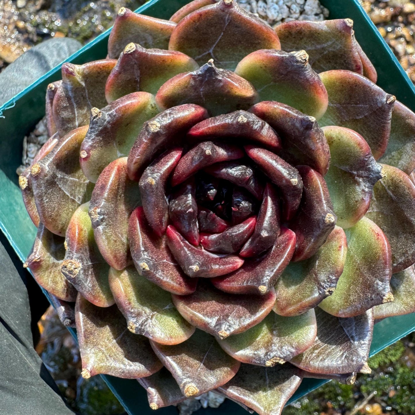 New! Echeveria  'black jasmine', single head , 3.1inches, Bare Root, Imported Rare Succulent, live plant