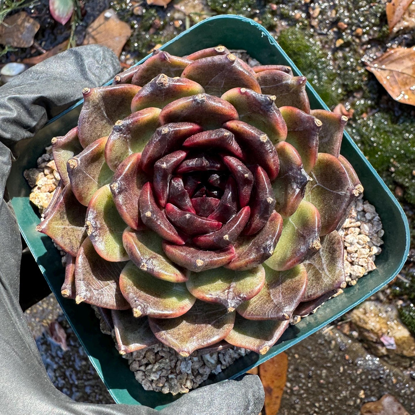 New! Echeveria  'black jasmine', single head , 3.1inches, Bare Root, Imported Rare Succulent, live plant