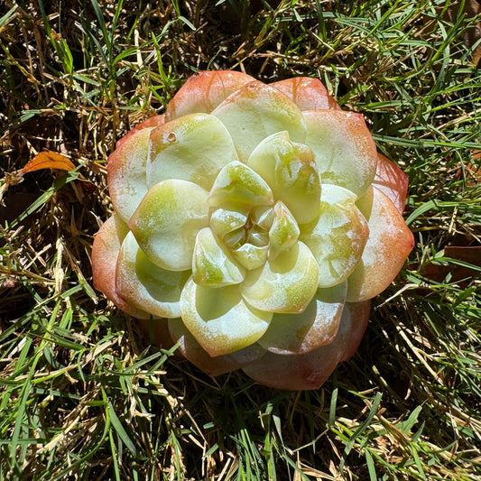 Echeveria  Korean  cream ' Ice Green',  single head,  3inches,   great quality,  Bare Root, Imported Rare Succulent, gift